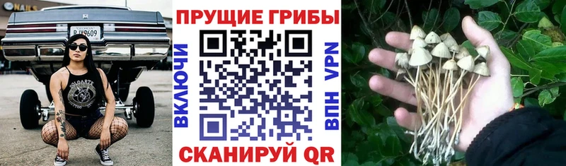 купить Строитель Псилоцибиновые грибы MAGIC MUSHROOMS